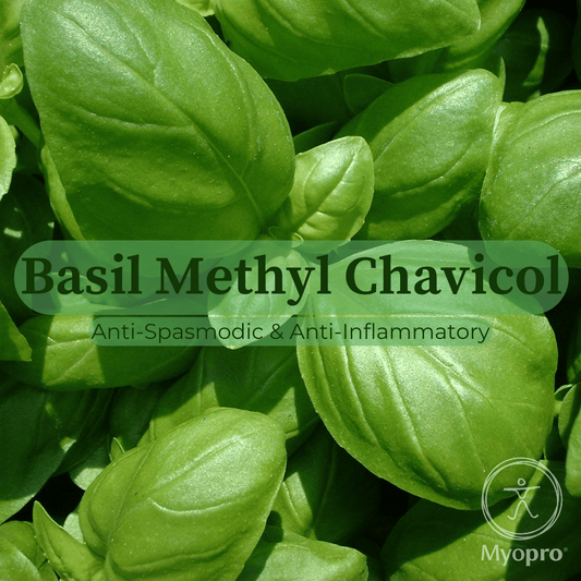 Basil Methyl Chavicol